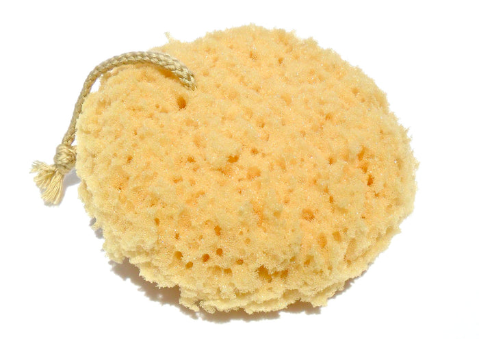 Sea Sponge (Faux)- QTY 12